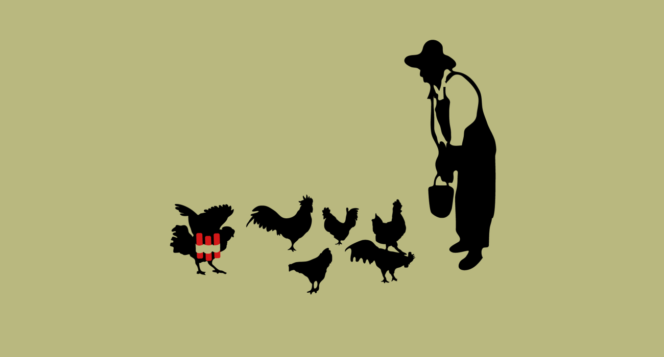 A farmer leaning over his flock of chickens tossing them grain from a bucket. But what's this! One of the chickens has lifted its wings only to reveal a suicide bombers vest!